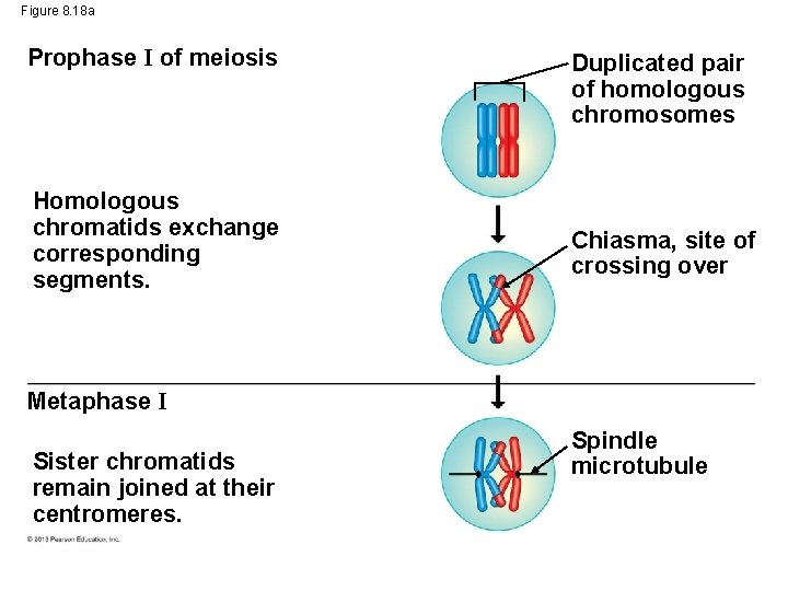 Figure 8. 18 a Prophase I of meiosis Homologous chromatids exchange corresponding segments. Duplicated