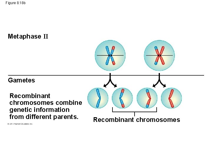 Figure 8. 18 b Metaphase II Gametes Recombinant chromosomes combine genetic information from different
