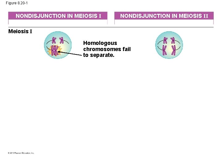 Figure 8. 20 -1 NONDISJUNCTION IN MEIOSIS II Meiosis I Homologous chromosomes fail to