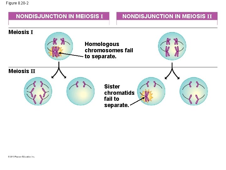Figure 8. 20 -2 NONDISJUNCTION IN MEIOSIS II Meiosis I Homologous chromosomes fail to