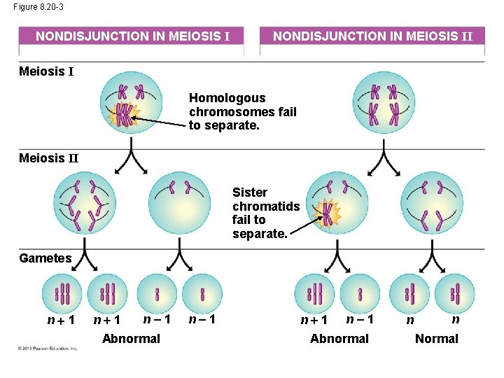 Figure 8. 20 -3 NONDISJUNCTION IN MEIOSIS II Meiosis I Homologous chromosomes fail to