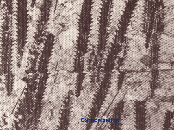 Carbonization 
