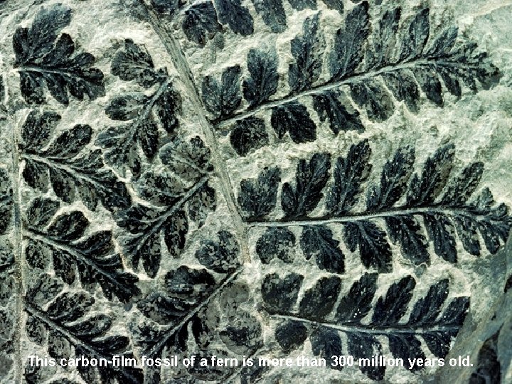 This carbon-film fossil of a fern is more than 300 million years old. 