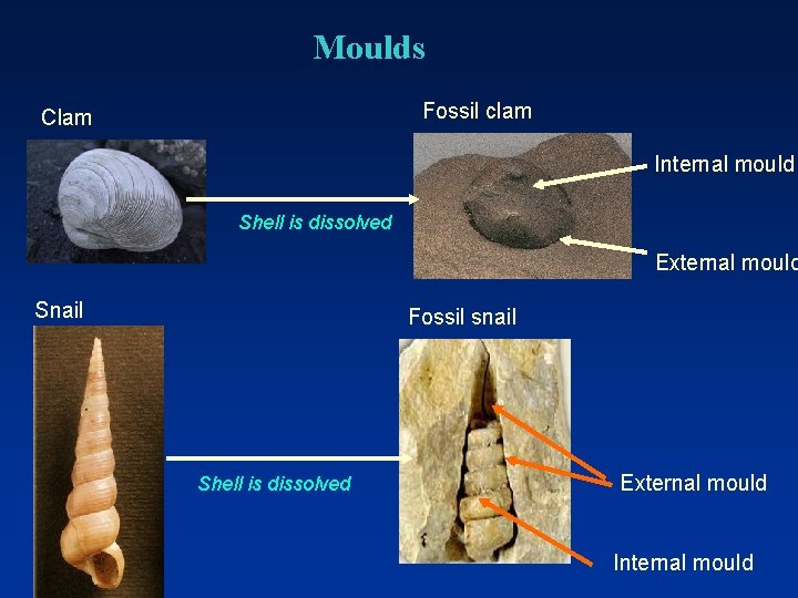 Moulds Fossil clam Clam Internal mould Shell is dissolved External mould Snail Fossil snail