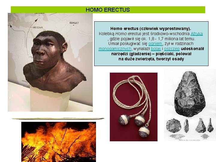 HOMO ERECTUS Homo erectus (człowiek wyprostowany). Kolebką Homo erectus jest środkowo-wschodnia Afryka , gdzie