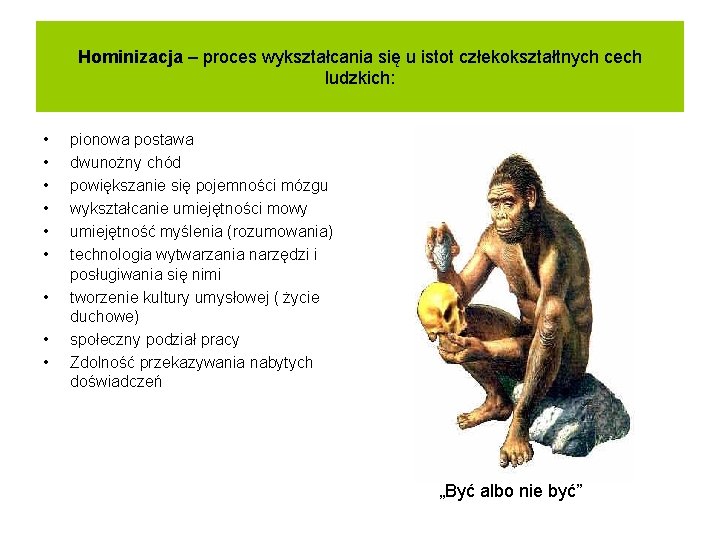 Hominizacja – proces wykształcania się u istot człekokształtnych cech ludzkich: • • • pionowa