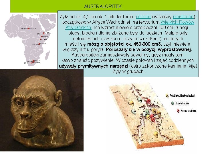 AUSTRALOPITEK Żyły od ok. 4, 2 do ok. 1 mln lat temu (pliocen i