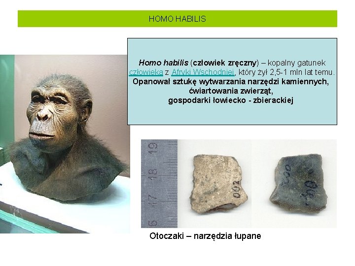 HOMO HABILIS Homo habilis (człowiek zręczny) – kopalny gatunek człowieka z Afryki Wschodniej, który