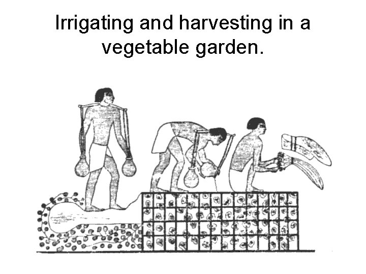 Irrigating and harvesting in a vegetable garden. 