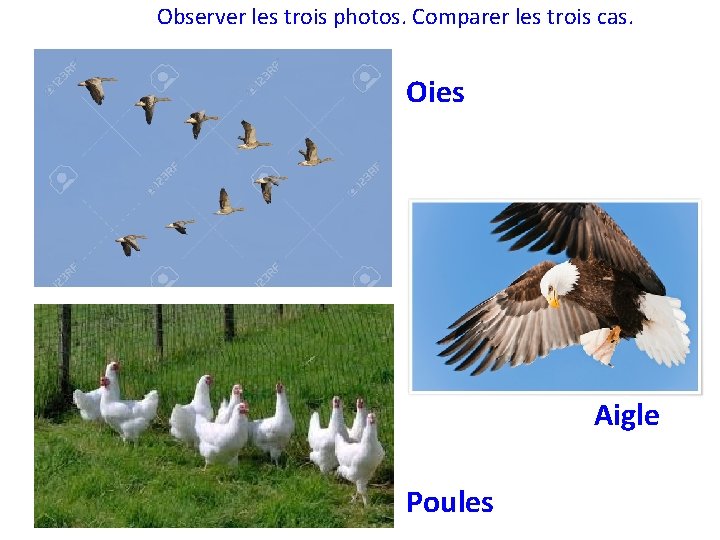 Observer les trois photos. Comparer les trois cas. Oies Aigle Poules 