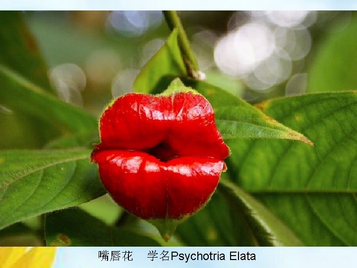 嘴唇花 学名Psychotria Elata 