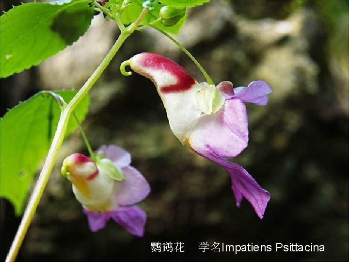 鹦鹉花 学名Impatiens Psittacina 