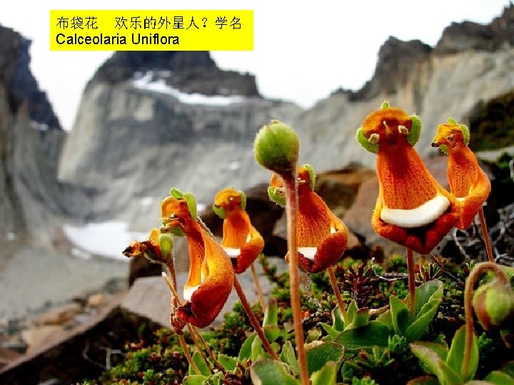 布袋花 欢乐的外星人？学名 Calceolaria Uniflora 