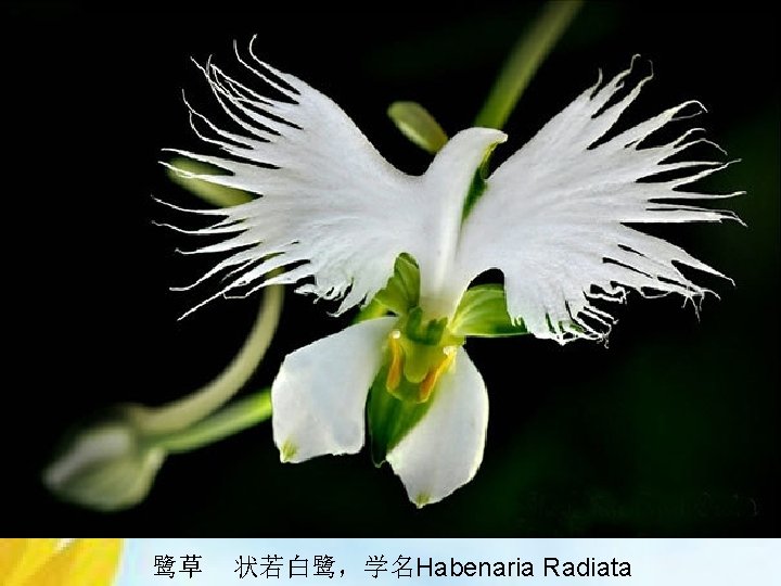 鹭草 状若白鹭，学名Habenaria Radiata 