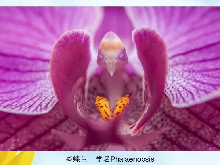 蝴蝶兰 学名Phalaenopsis 