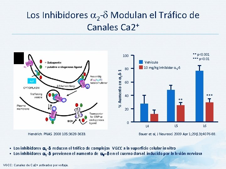 Los Inhibidores 2 - Modulan el Tráfico de Canales Ca 2+ % Aumento en