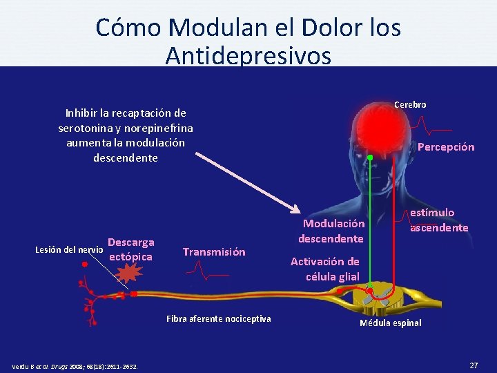 Cómo Modulan el Dolor los Antidepresivos Cerebro Inhibir la recaptación de serotonina y norepinefrina