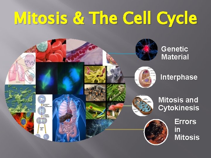 Mitosis & The Cell Cycle Genetic Material Interphase Mitosis and Cytokinesis Errors in Mitosis