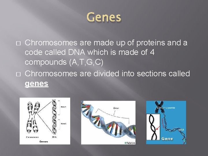 Genes � � Chromosomes are made up of proteins and a code called DNA