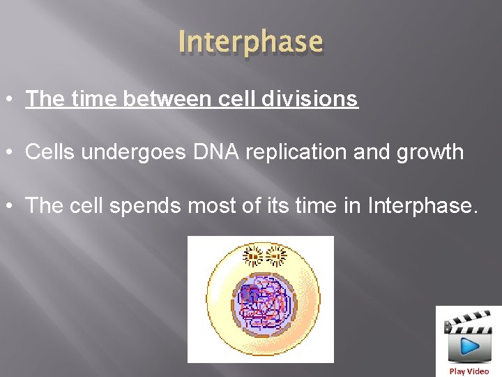 Interphase • The time between cell divisions • Cells undergoes DNA replication and growth