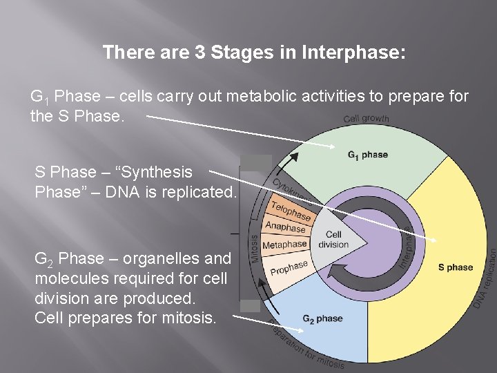 There are 3 Stages in Interphase: G 1 Phase – cells carry out metabolic
