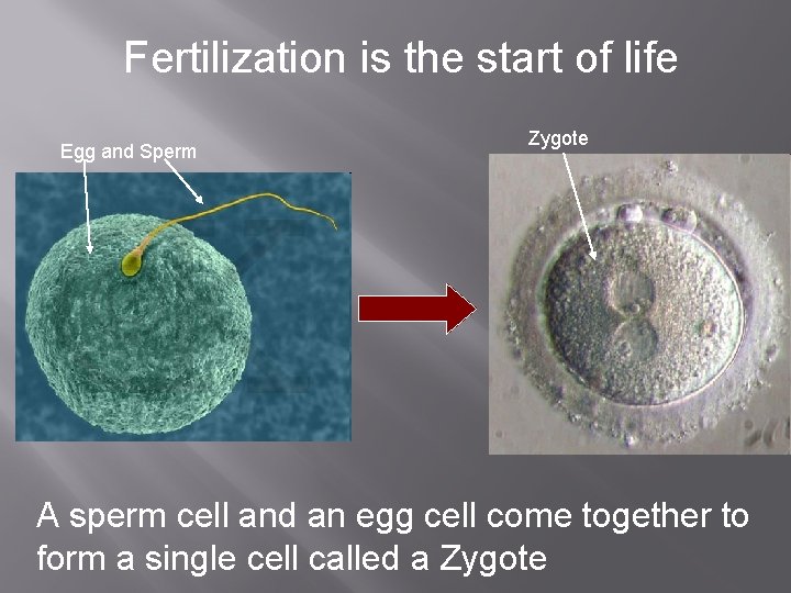 Fertilization is the start of life Egg and Sperm Zygote A sperm cell and