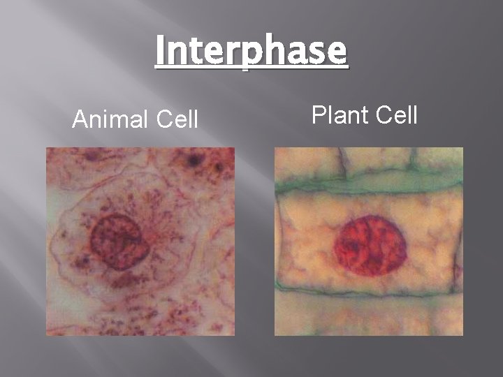 Interphase Animal Cell Plant Cell 