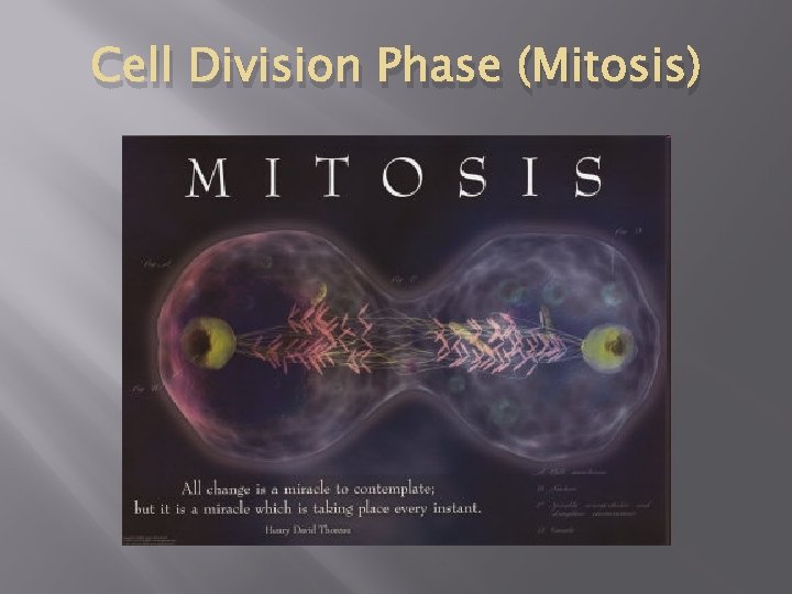 Cell Division Phase (Mitosis) 