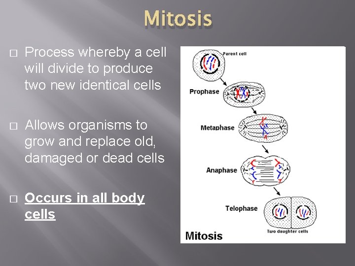 Mitosis � Process whereby a cell will divide to produce two new identical cells