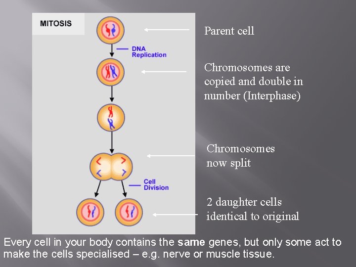 Parent cell Chromosomes are copied and double in number (Interphase) Chromosomes now split 2