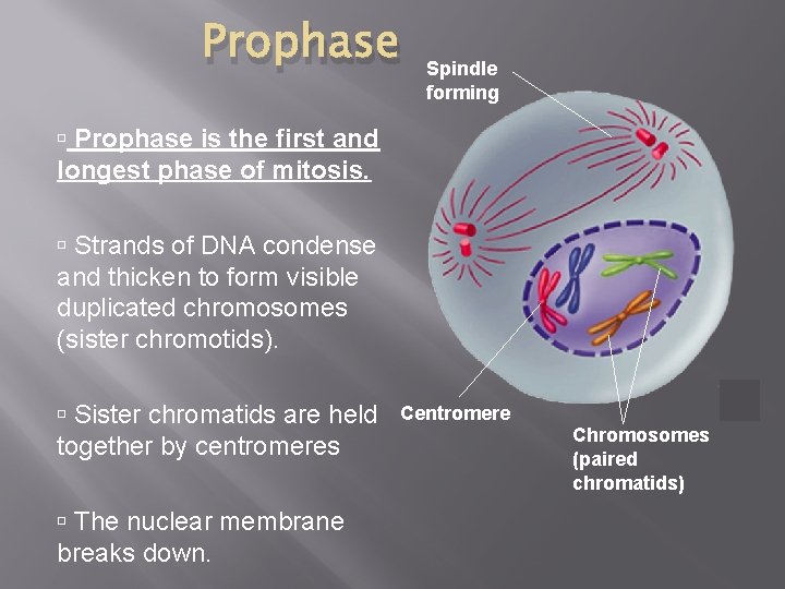 Prophase Spindle forming Prophase is the first and longest phase of mitosis. Strands of