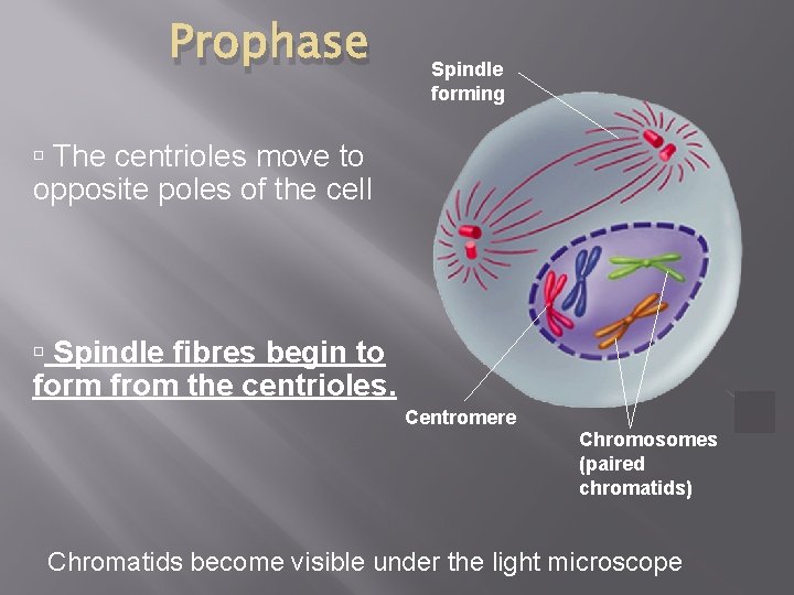 Prophase Spindle forming The centrioles move to opposite poles of the cell Spindle fibres