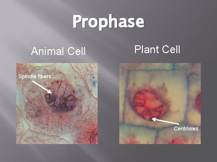 Prophase Animal Cell Plant Cell Spindle fibers Centrioles 