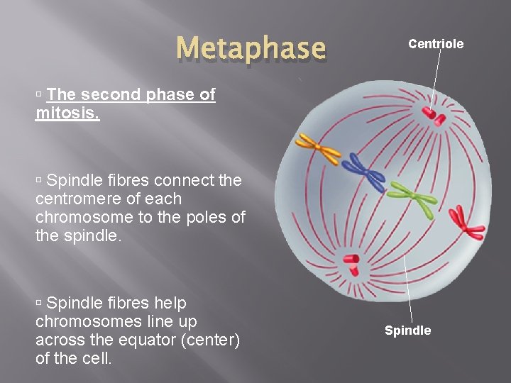 Metaphase Centriole The second phase of mitosis. Spindle fibres connect the centromere of each