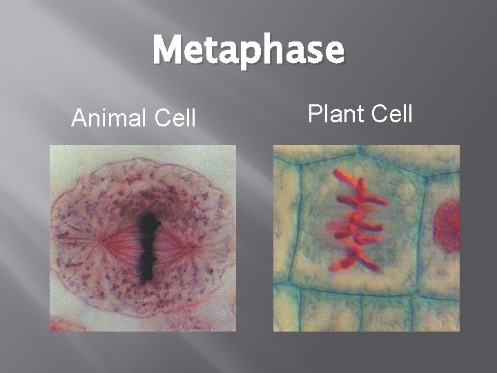 Metaphase Animal Cell Plant Cell 