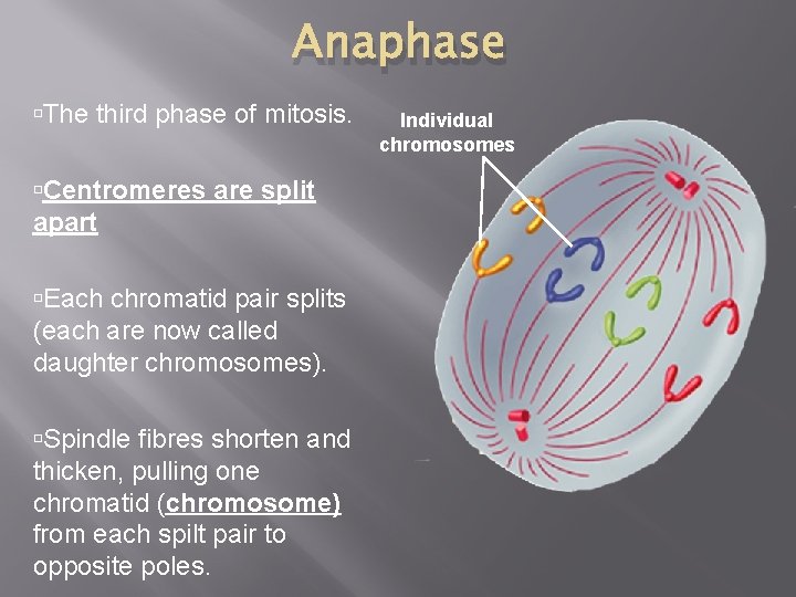 Anaphase The third phase of mitosis. Centromeres are split apart Each chromatid pair splits