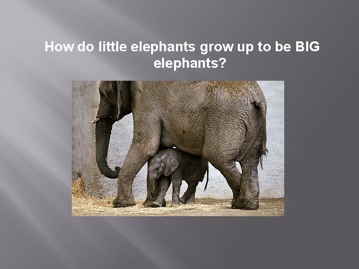 How do little elephants grow up to be BIG elephants? 