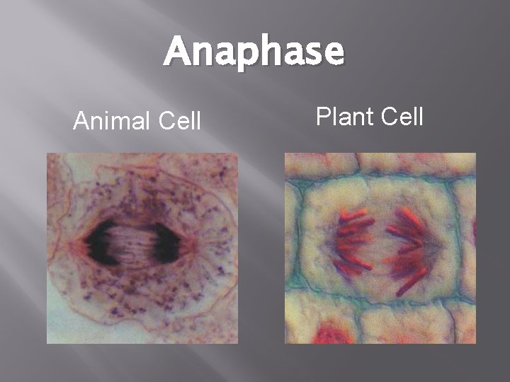 Anaphase Animal Cell Plant Cell 