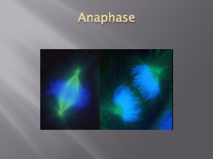 Anaphase 