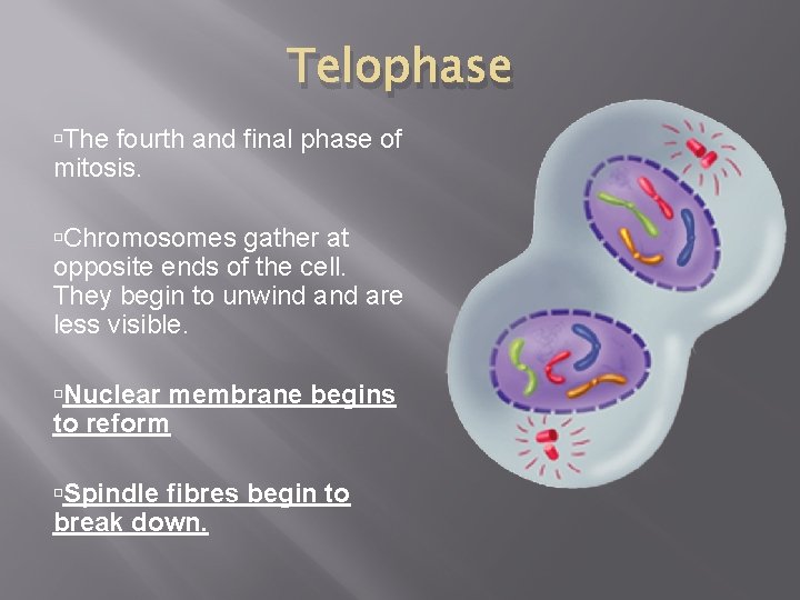 Telophase The fourth and final phase of mitosis. Chromosomes gather at opposite ends of