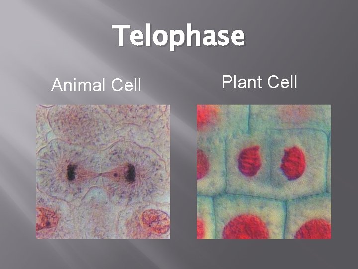 Telophase Animal Cell Plant Cell 