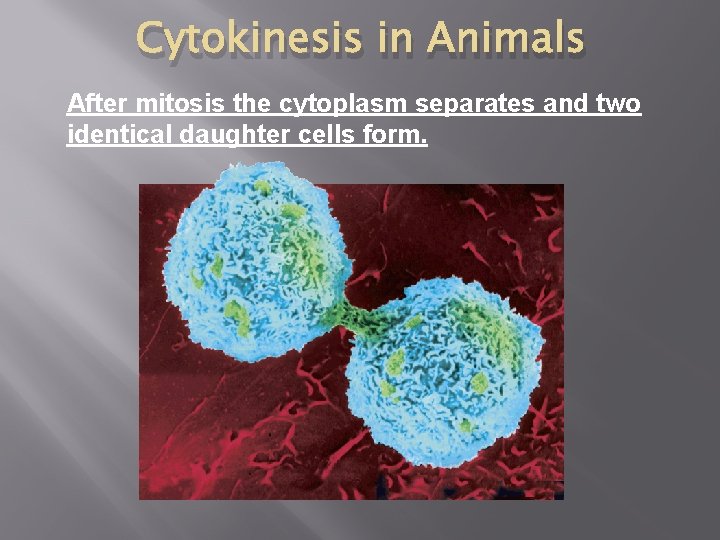 Cytokinesis in Animals After mitosis the cytoplasm separates and two identical daughter cells form.