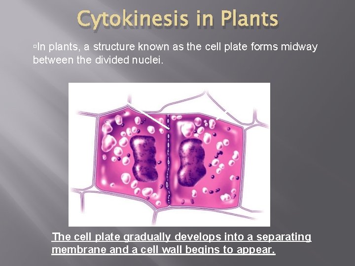 Cytokinesis in Plants In plants, a structure known as the cell plate forms midway