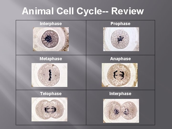 Animal Cell Cycle-- Review Interphase Prophase Metaphase Anaphase Telophase Interphase 