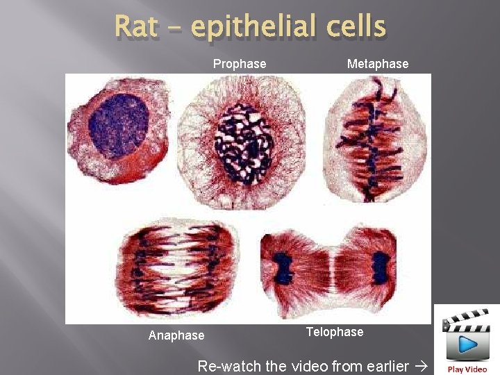 Rat – epithelial cells Prophase Anaphase Metaphase Telophase Re-watch the video from earlier 