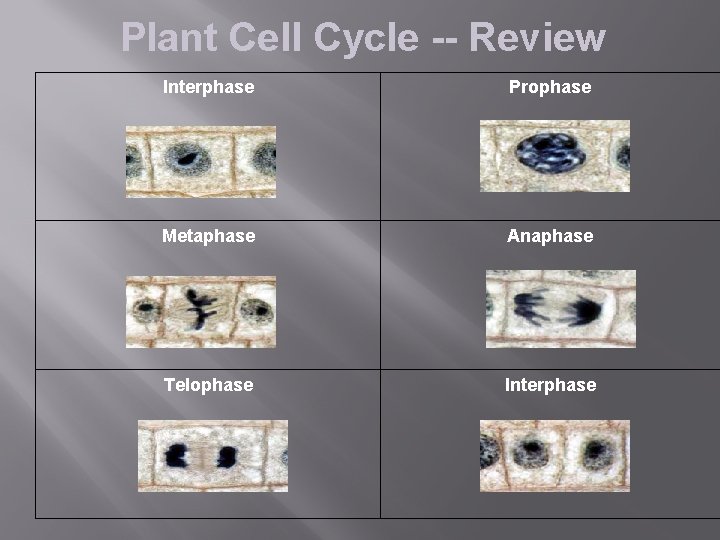 Plant Cell Cycle -- Review Interphase Prophase Metaphase Anaphase Telophase Interphase 