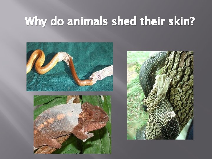 Why do animals shed their skin? 