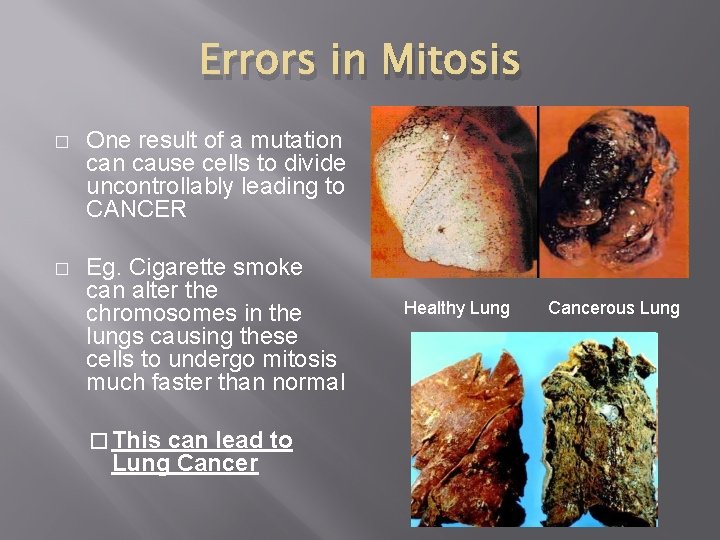 Errors in Mitosis � One result of a mutation cause cells to divide uncontrollably