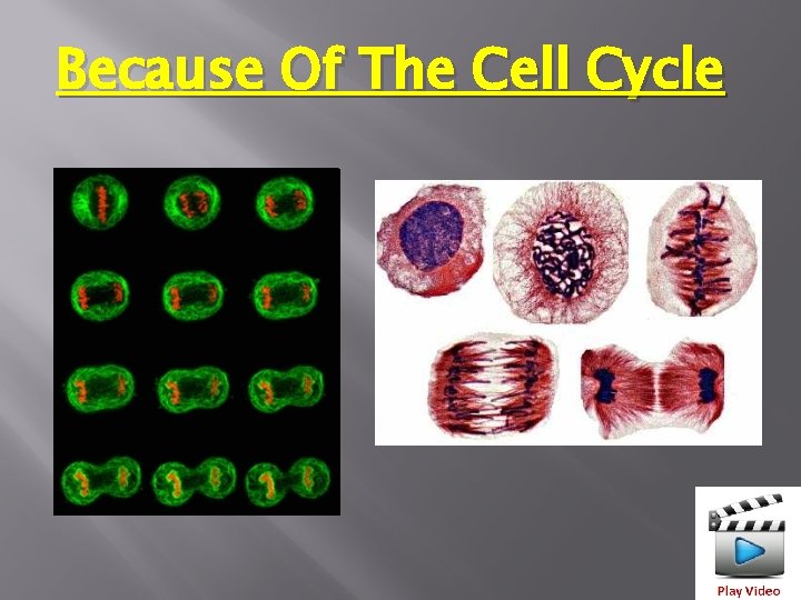 Because Of The Cell Cycle 