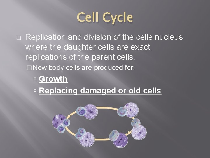 Cell Cycle � Replication and division of the cells nucleus where the daughter cells
